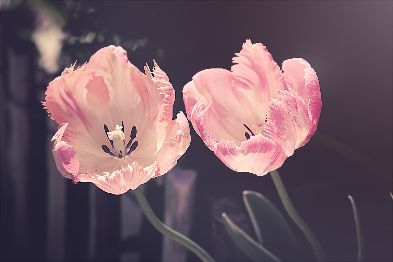 Uprawa tulipanów w donicach